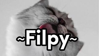 Cute Funny Names for Cats