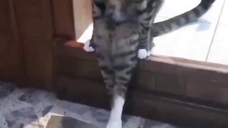 Ngobrol kucing