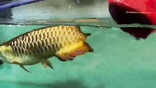 Fish called arowanas prey on turtles