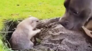 Funny dog having fun with squirrel dubbing
