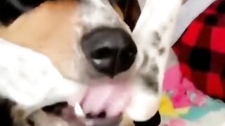 funny animals