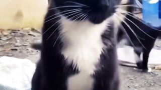 cat funny