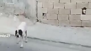 Funny dog