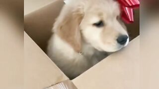Presente de Natal ????