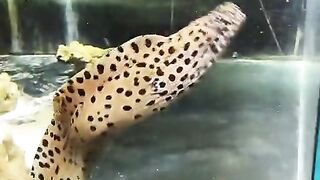 Tiger Eels Consume Electric Eels