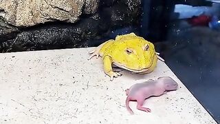 Yellow vs. green frogs consume still-reddish mouse pups.