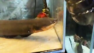 Dozens of Arowana fish are devoured by a vicious electric eel.