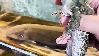 Wild Electric Eel Consumes Green Frog