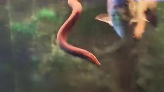 Fish predators called electric eels