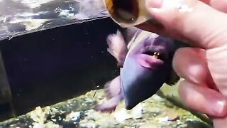 predatory fish, snails, and shellfish