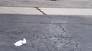 Cat on driveway