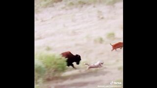 Bison vs wolves fight