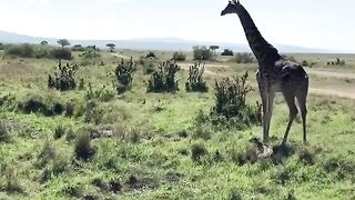 Giraffe vs cheetahs fight