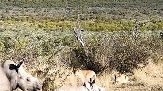 Rhinos vs linos