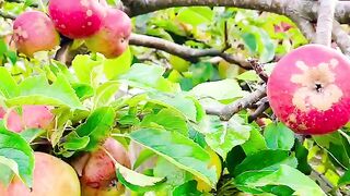 Apple tree | Relaxing Birds Sounds