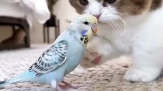 funny video compilation