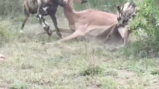 Pack+of+Wild+Dog+vs+Antelope