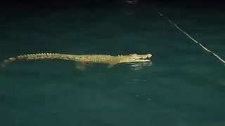 SHARK AND CROCODILE
