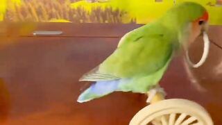 Amazing parrot Video...