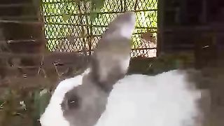 Rabbit ????????
