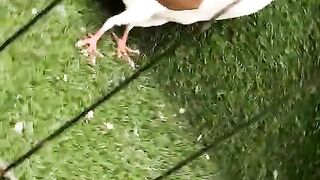 gubera white and red