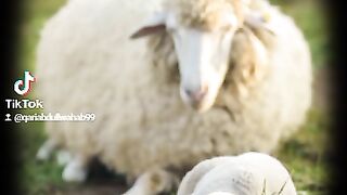 اور بدکففط بدلتے