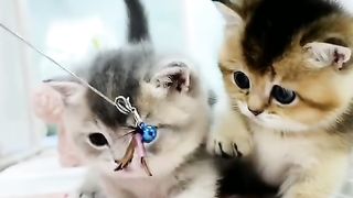 Cat fanny