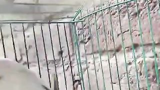 5 PEICE BLUE PSTEL INO