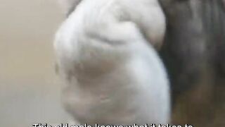 Amazing animals