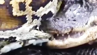 PYTHON SNAKE VS CROCODILLE