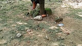 Dua Ayam Di Halaman Depan Rumah
