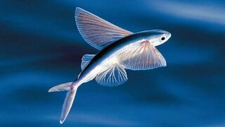 Flying fish