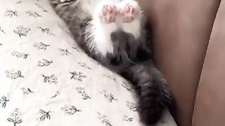 cat sleeping in the corner
