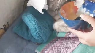 Funny dog ???? cat United