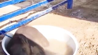 Дети есть дети, что у людей, что у животных.