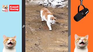 Video kucing lucu Tahan Tawa