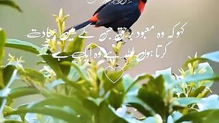 سورت اخلاص ترجمہ کیساتھ