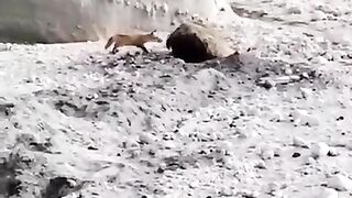 An impudent fox is pestering a bear