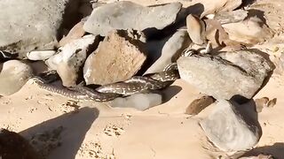 King Cobra Fighting