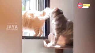 Cats' silly behavior makes you laugh