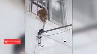 Эти Безумные Случаи с Животными Вы Запомните на Всю Жизнь