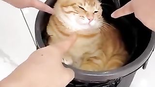 Weird cat stuff