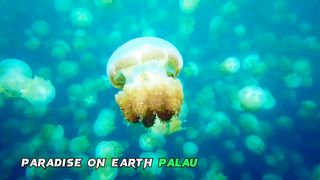 PARADISE ON EARTH PALAU