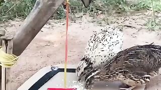 The Best Trap