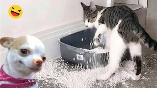 Funniest Cats And Dogs Videos - Best Funny Animal Videos 2024 #8