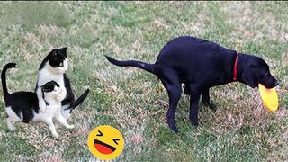 Funniest Cats And Dogs Videos - Best Funny Animal Videos #7
