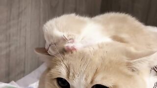 cute kitten