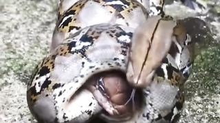 Python wrapped around king cobra's head