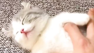 kittens playing