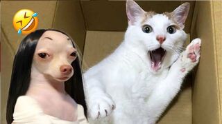 Funniest Cats And Dogs Videos - Best Funny Animal Videos #5